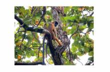 সবুজের অরণ্যে হারিয়ে যাওয়ার ঠিকানা কাদিগড় জাতীয় উদ্যান