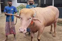 বিভিন্ন দেশে আলোচিত ‘ডোনাল্ড ট্রাম্প’ মহিষ