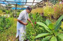 ৪৫ বছর ধরে বিনামূল্যে গাছ দিয়ে বেড়াচ্ছেন মাদারীপুরে রাজন মাহমুদ