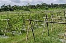 খাগড়াছড়িতে পাহাড়ি ঢলে সৃষ্ট বন্যায় কৃষি খাতে ব্যাপক ক্ষয়ক্ষতি